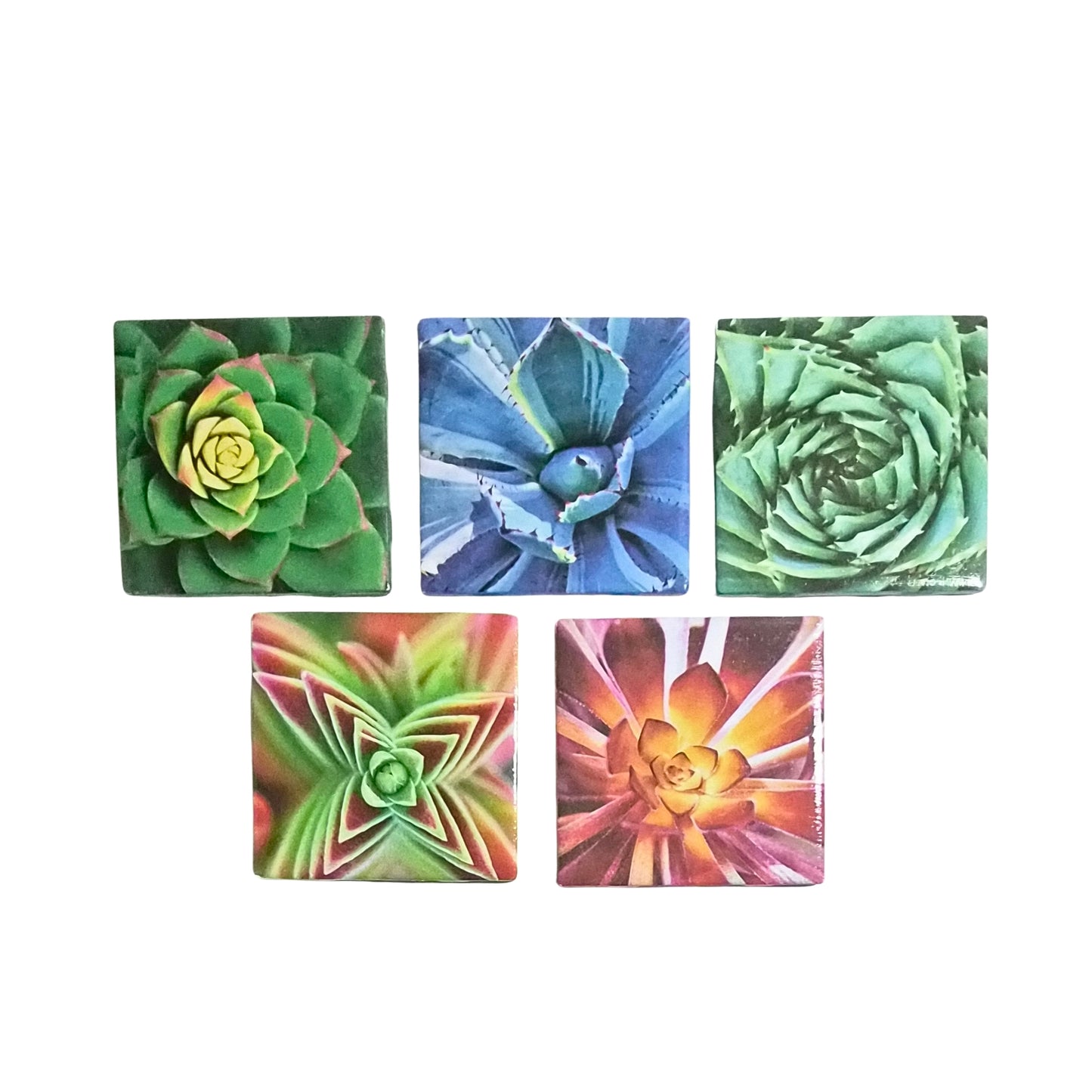 Succulent Coasters