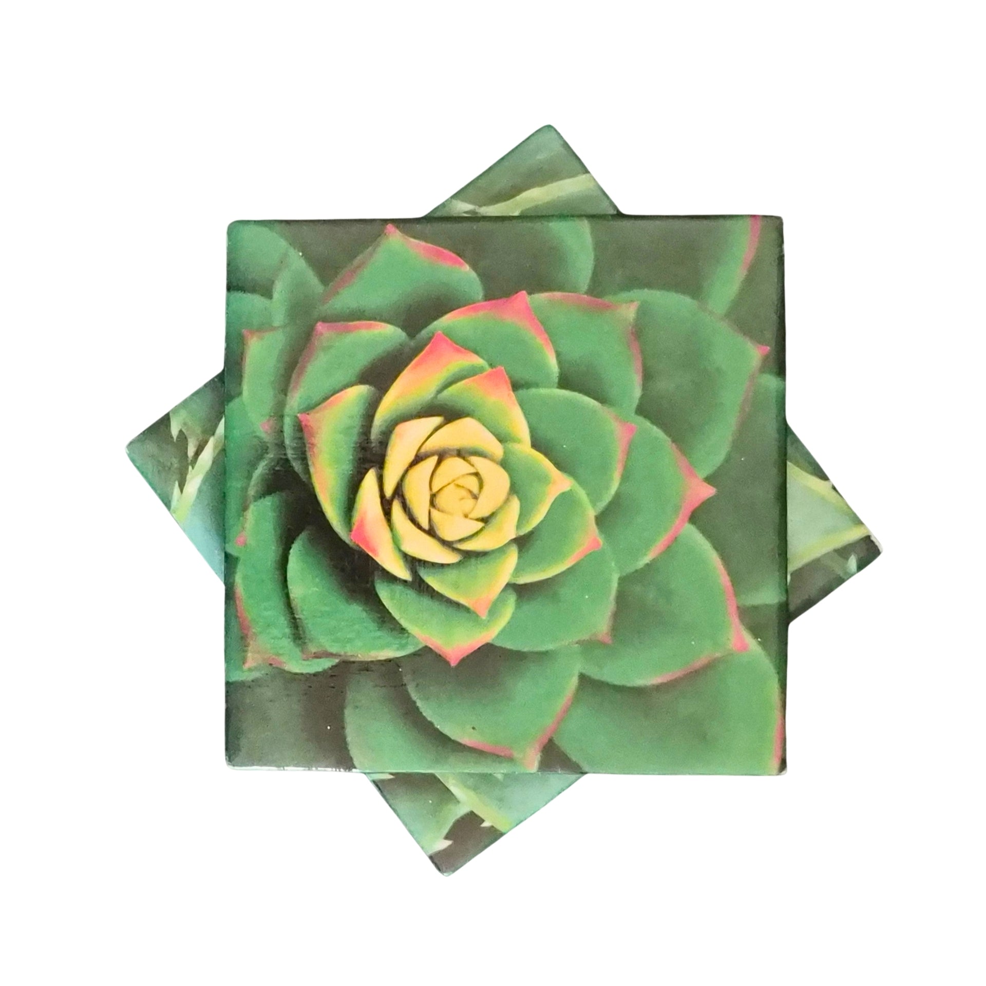 Succulent Coasters – Chandelirium